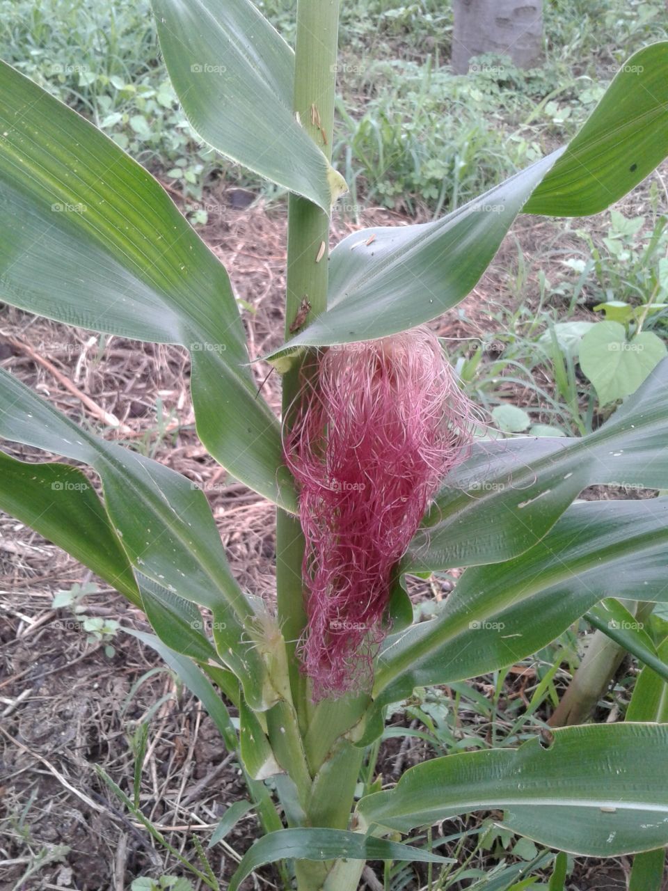 redhair corn