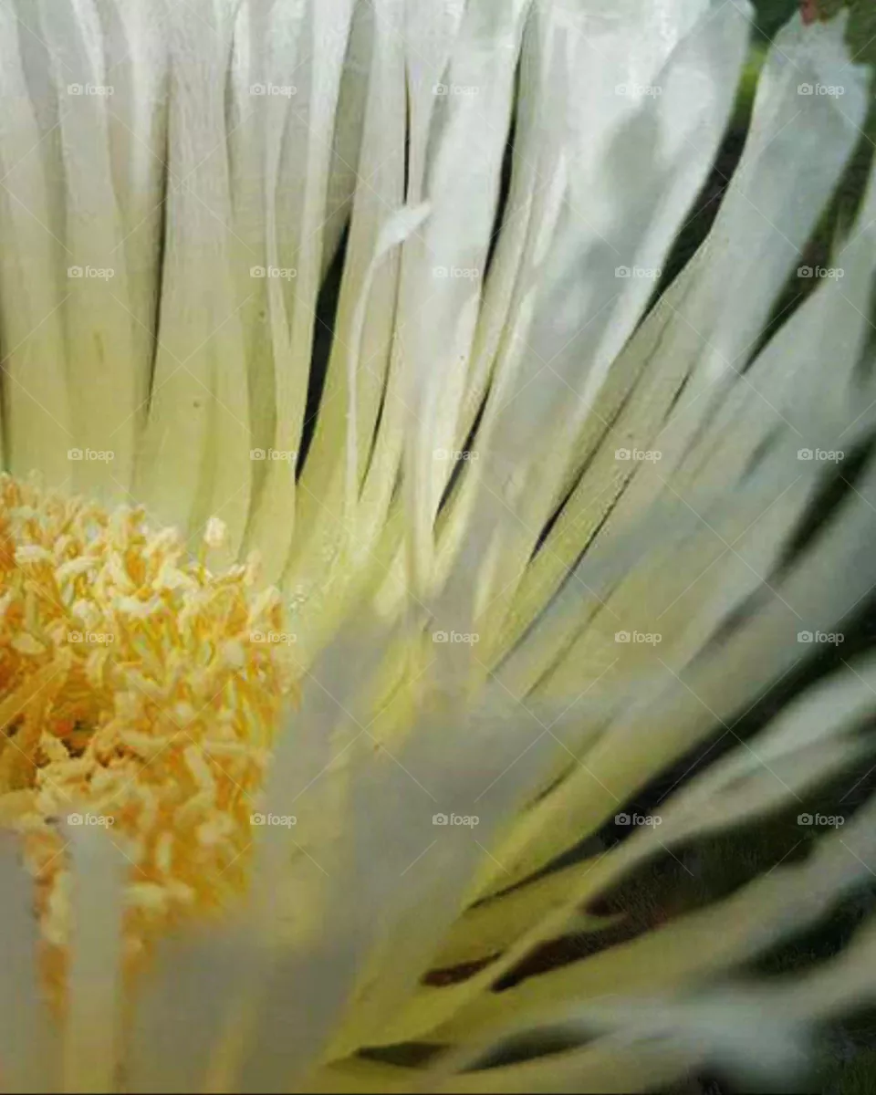 flower .