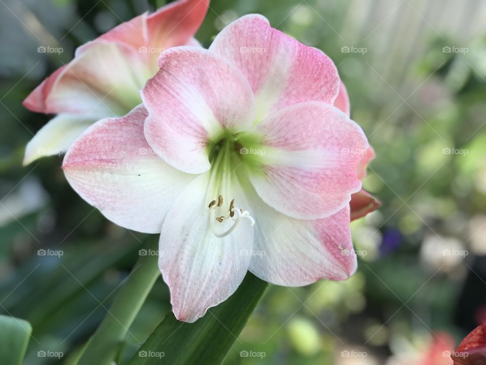 Flowers lilies 
