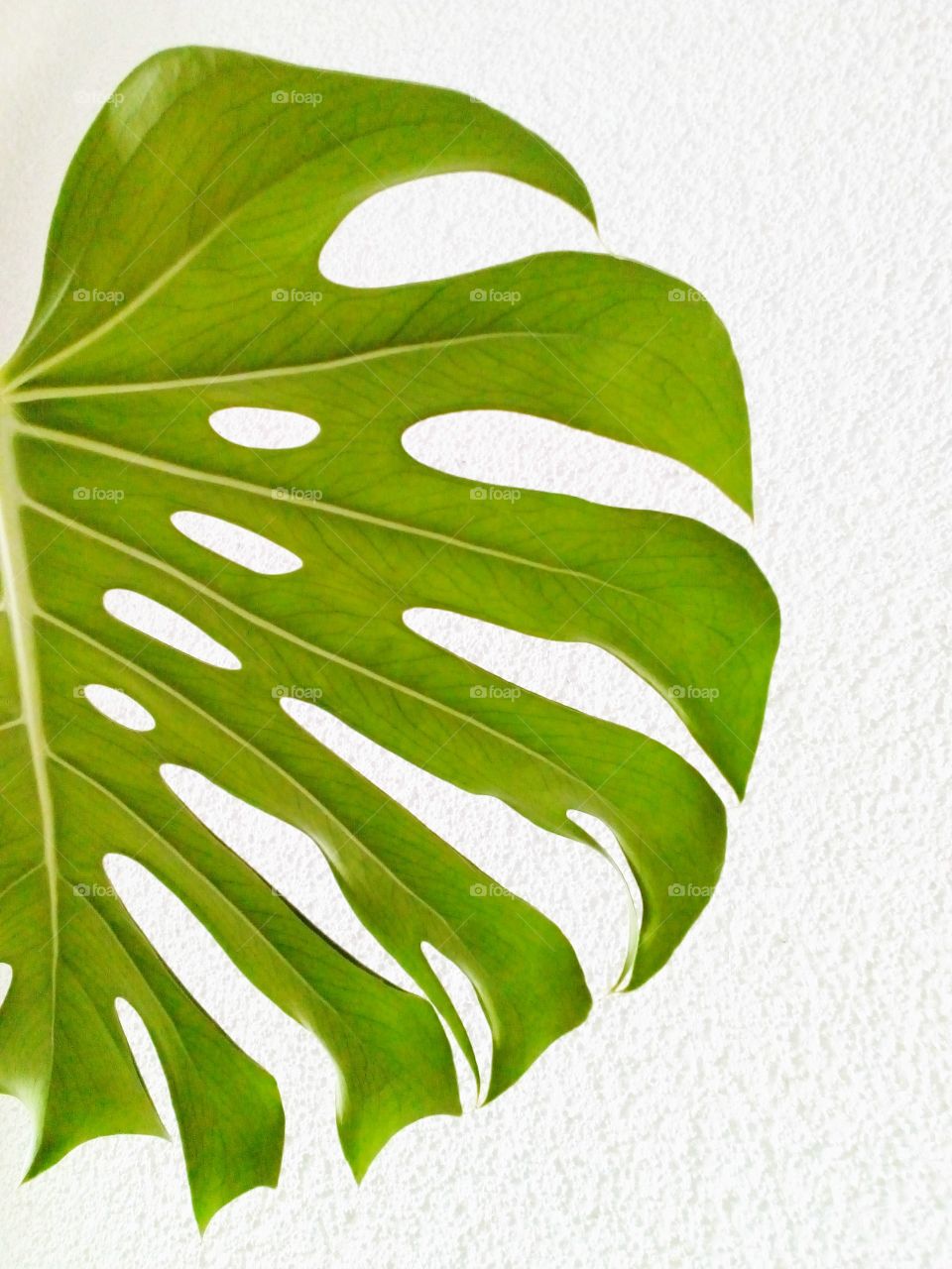 green leaves and white wall background