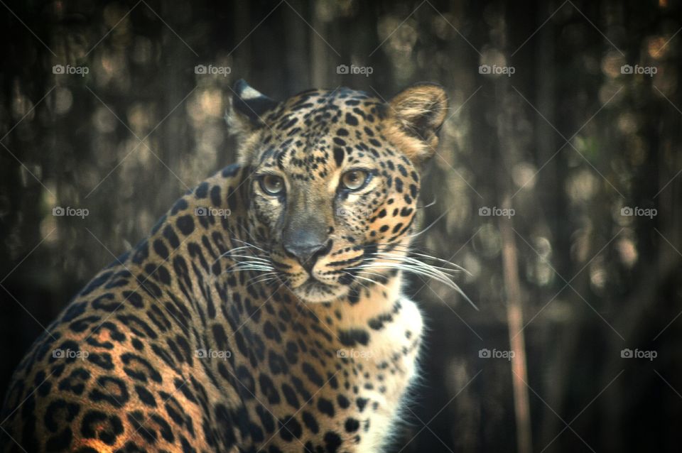 Leopard