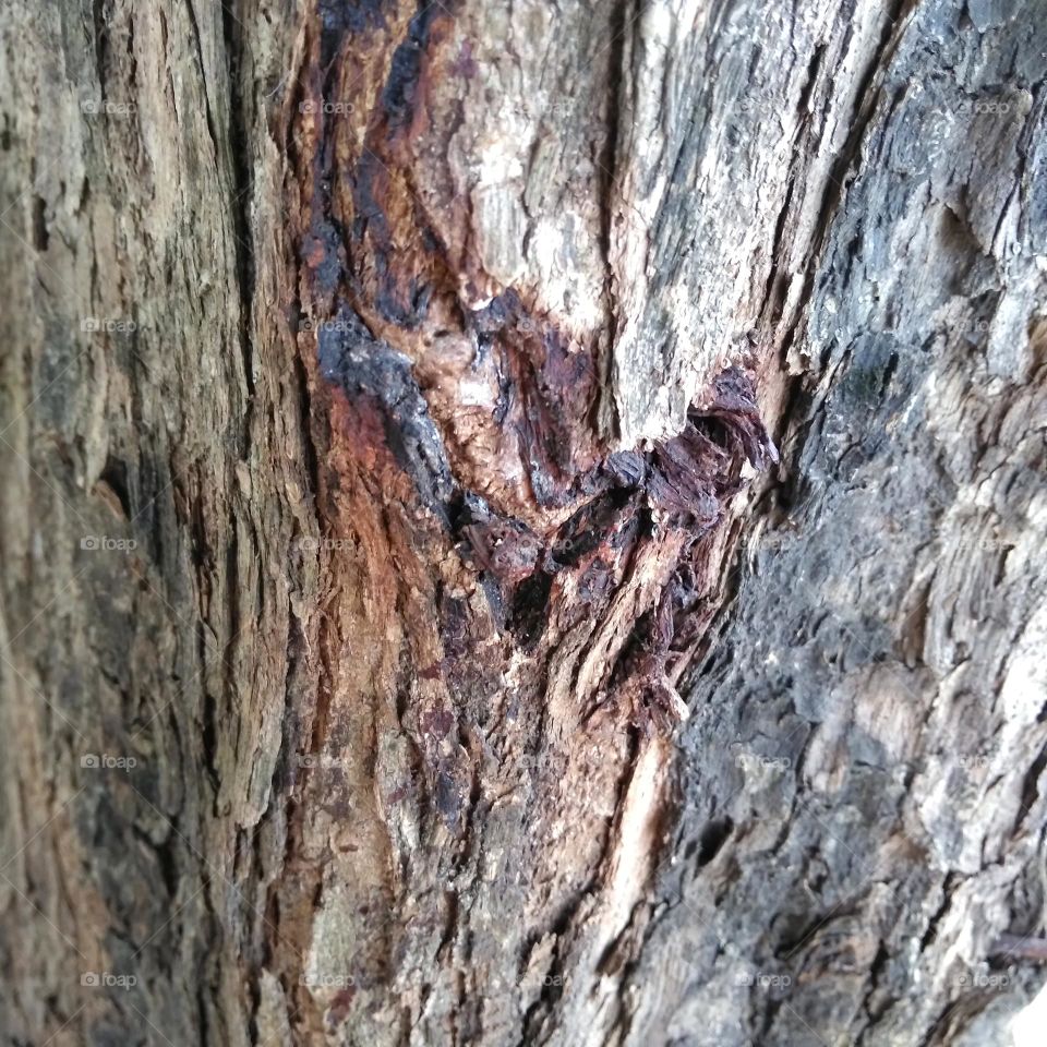 Tree bark on the park