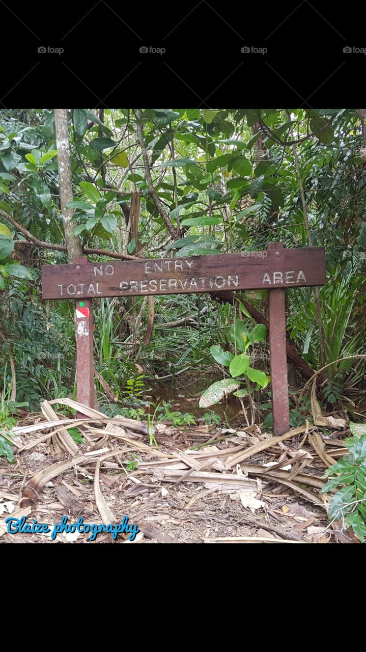 rainforest preservation