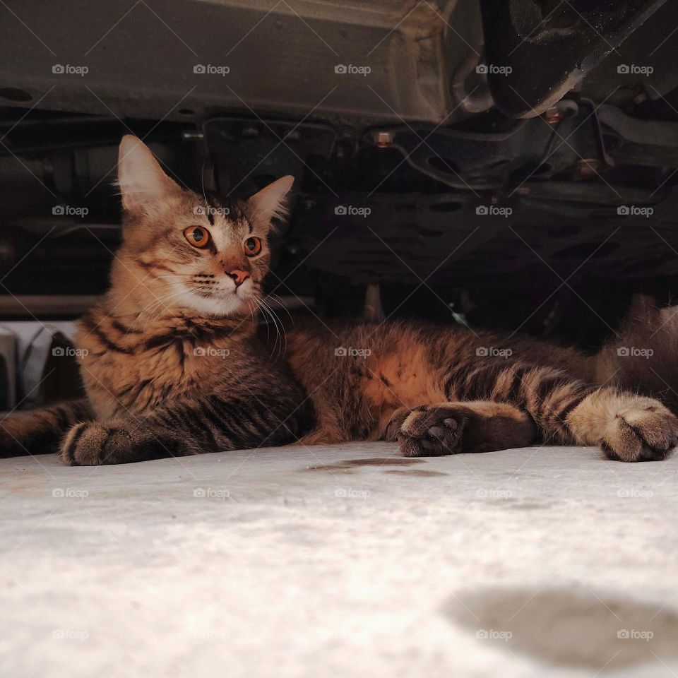 Cat lying under the car