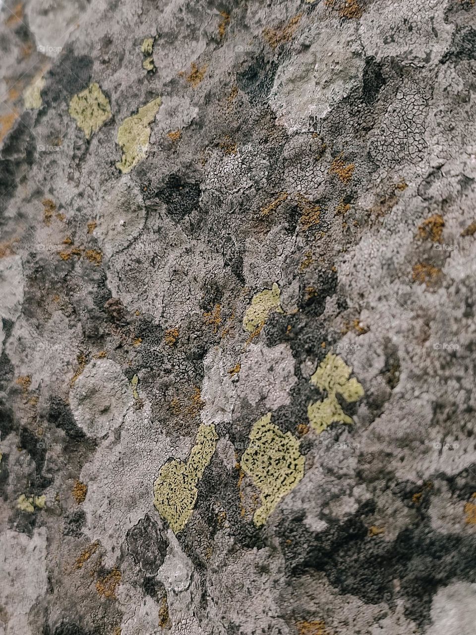 Granite stone surface covered with lichen