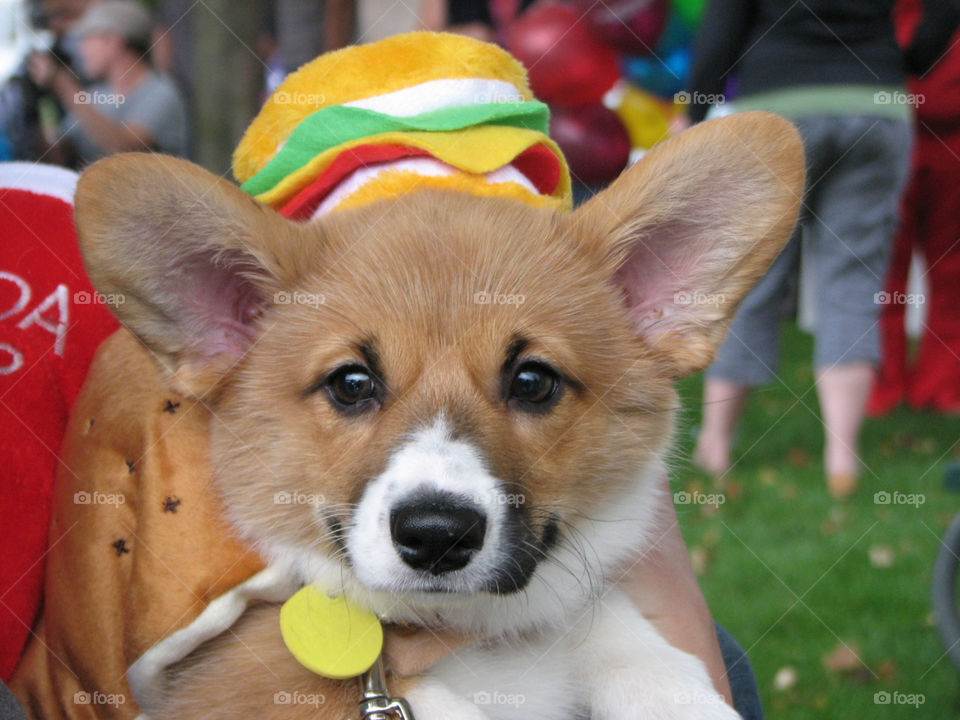 dog cute puppy hamburger by annas46