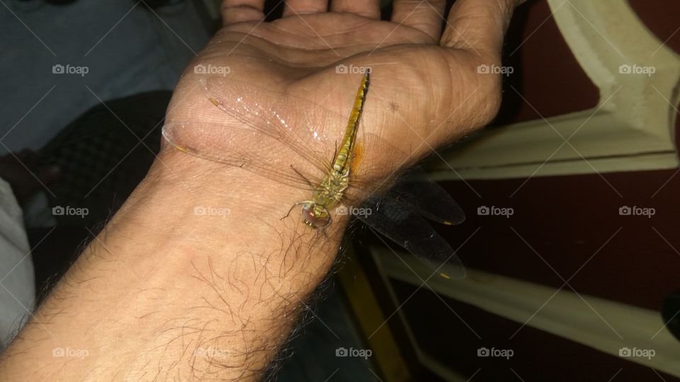 dragonfly so nice in hand