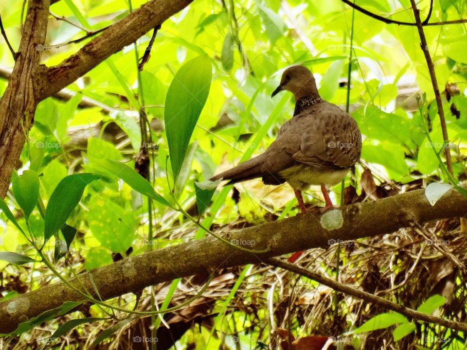 A dove on a tree