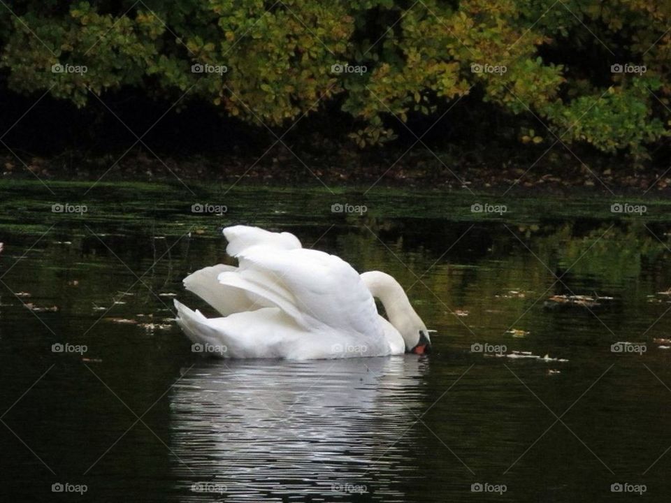 Swan