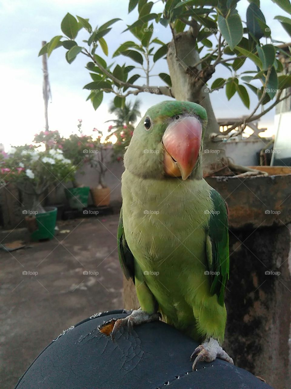 parrot