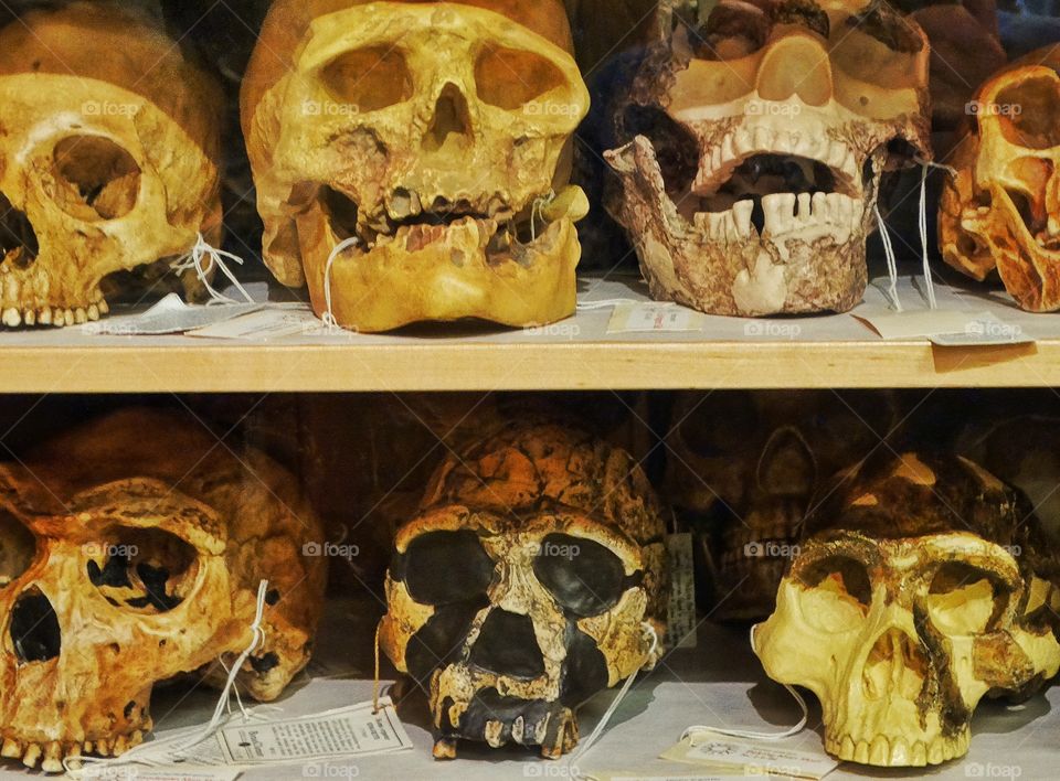 Collection Of Human Skulls