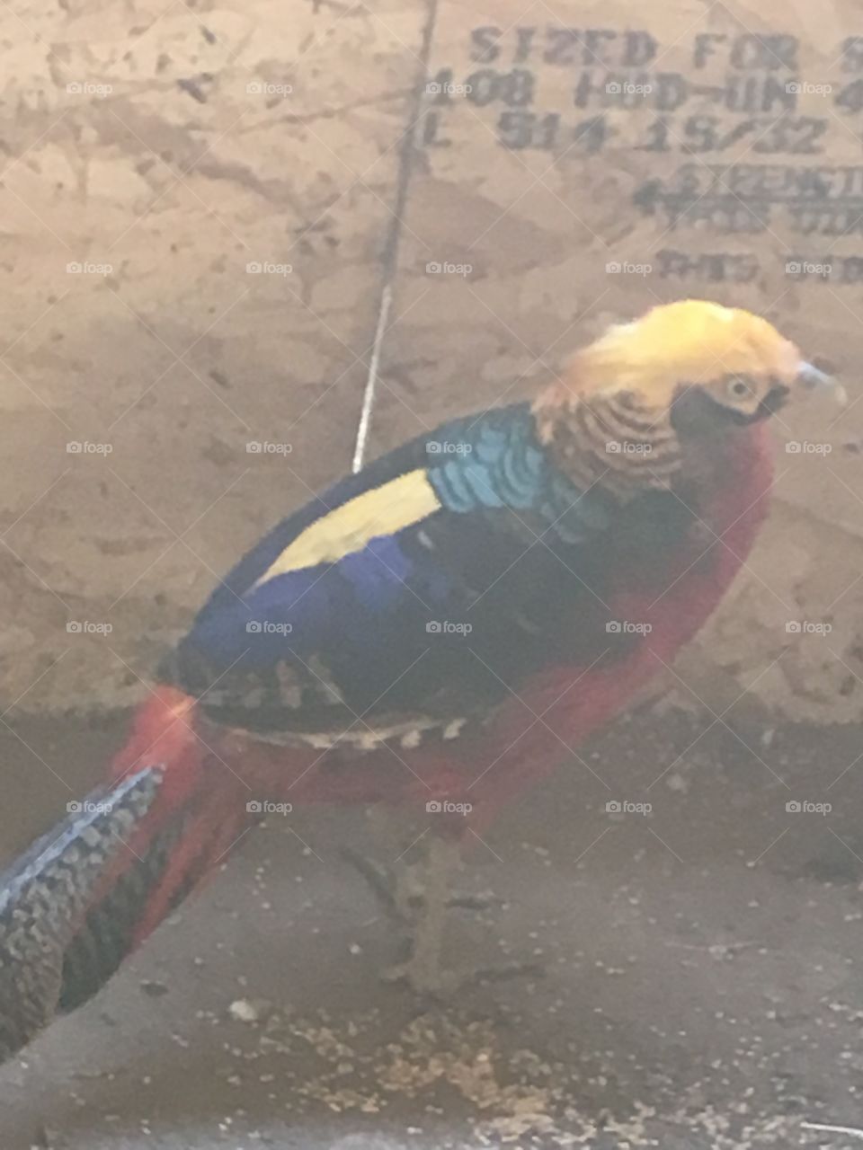 Pharaoh the pheasant has finally developed all of his lovely feathers !