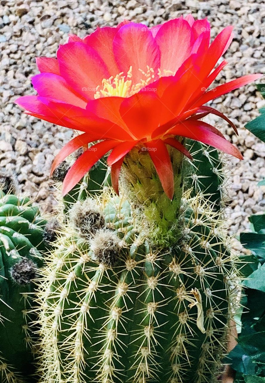 Intense Orange/Red Natural Cactus  Blossom 