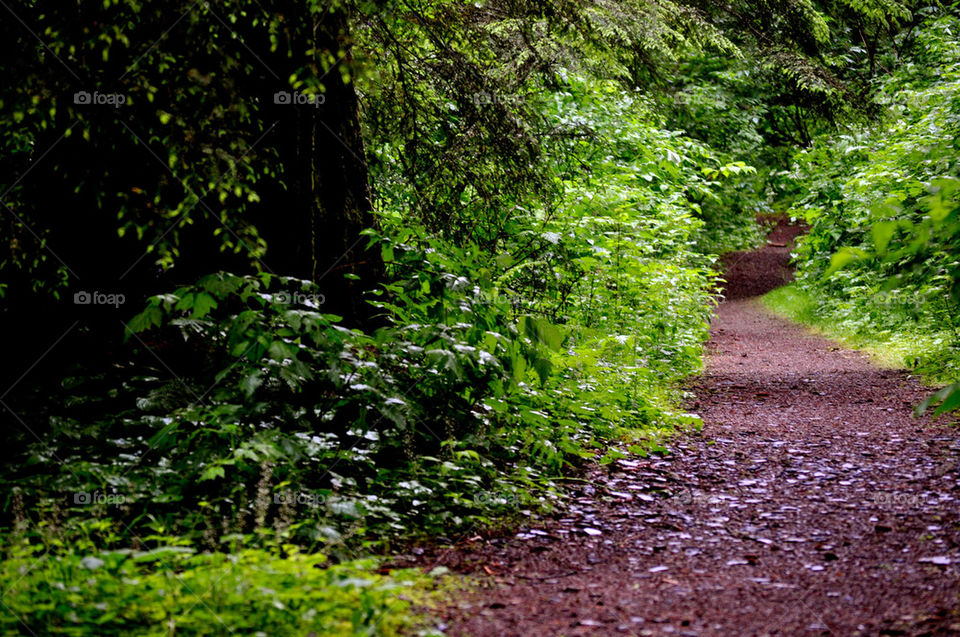 trees forest woods branches by refocusphoto