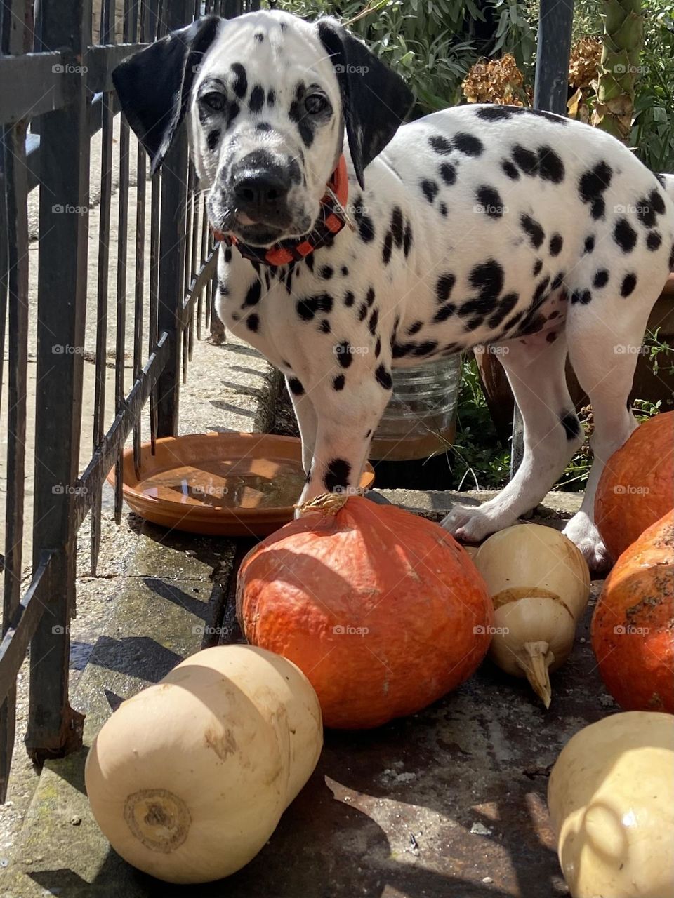 Dalmatian puppy with pumpkins 