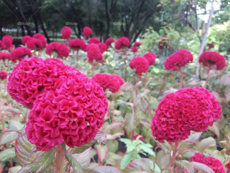 pink flower in botanical garden