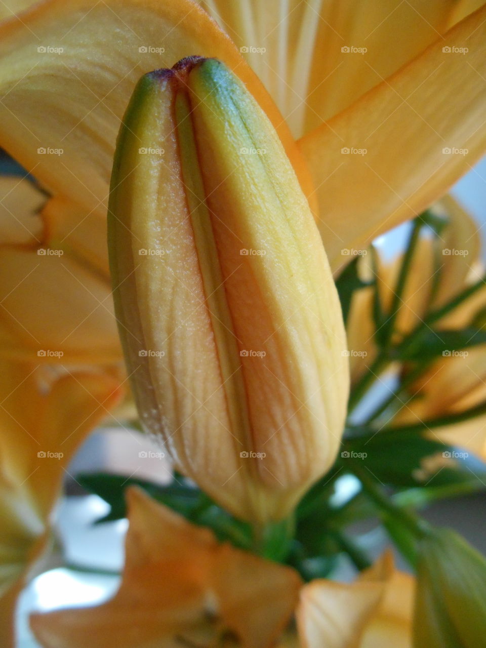 house plants lily flower on a window home