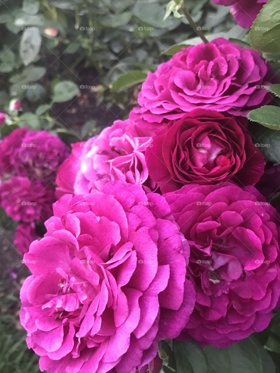 Pink Rose 'n' Bunches