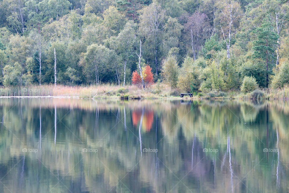 Early fall forest reflection on mirror water, peaceful nature 