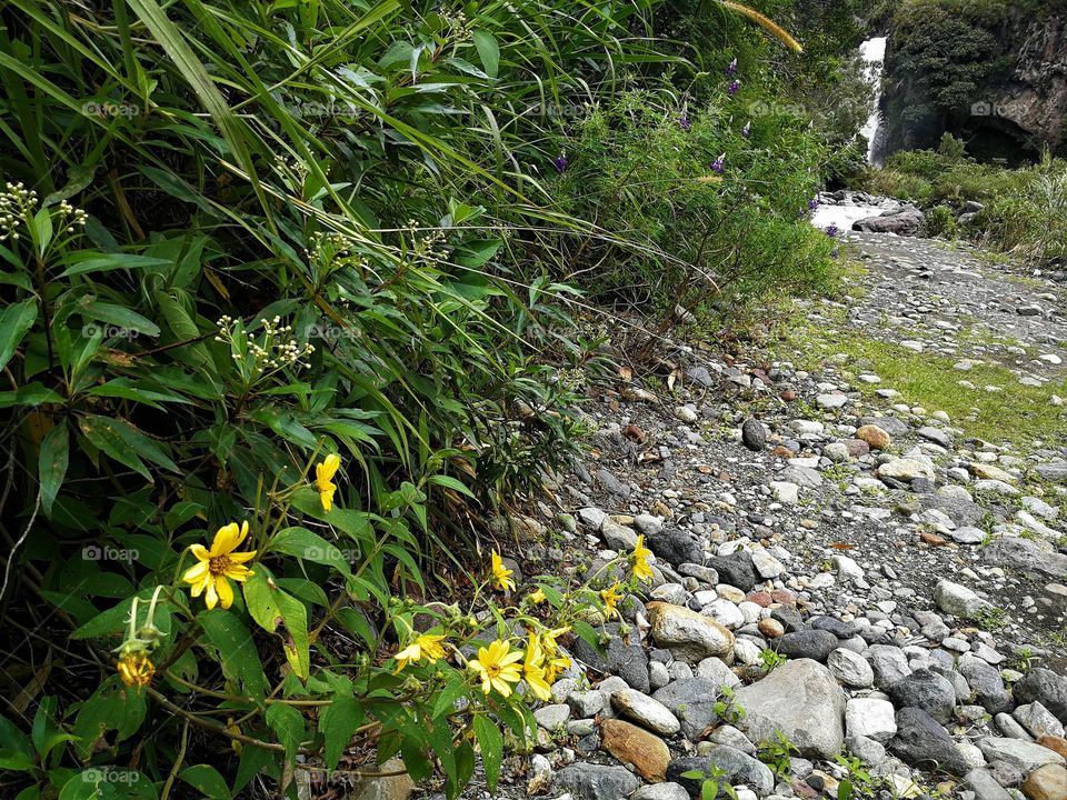 Yellow flowers and waterfall in Baños, Ecuador