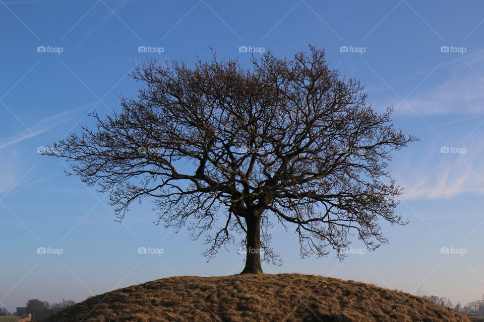 Lonely Tree