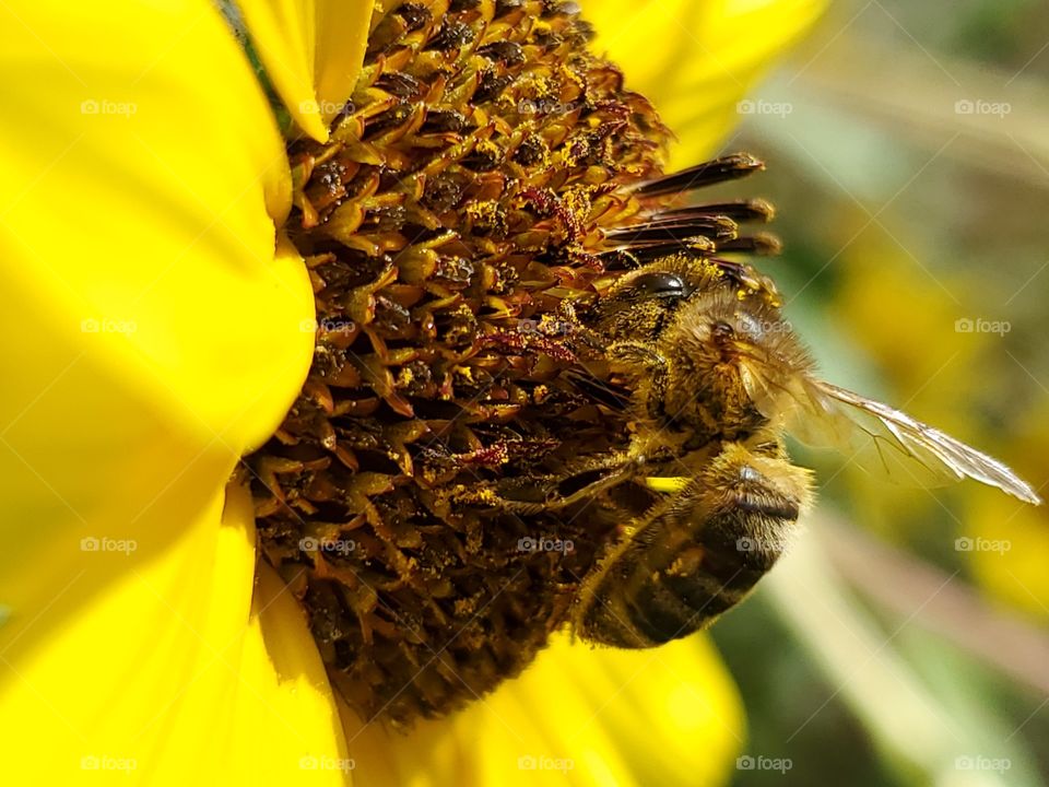 Macro of a beautiful honey bee pollinating a common yellow sunflower