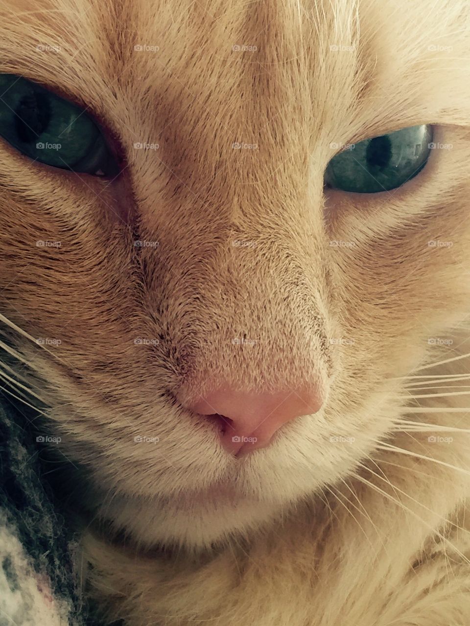 Close up kitty