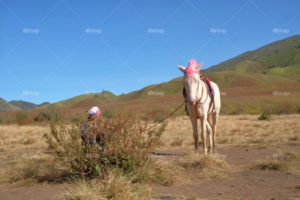 White horse