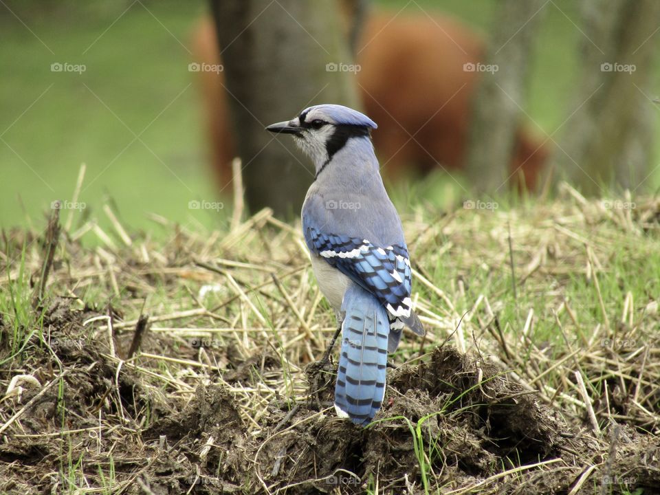 Bluejay 