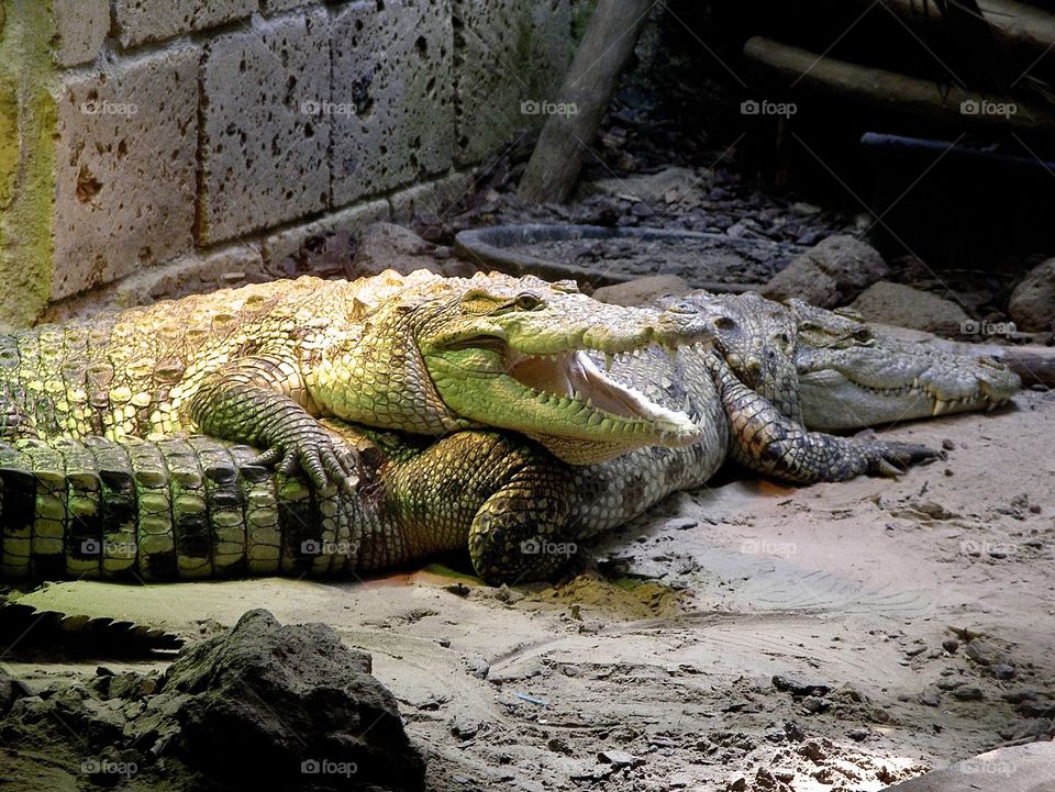 Crocediles in a zoo