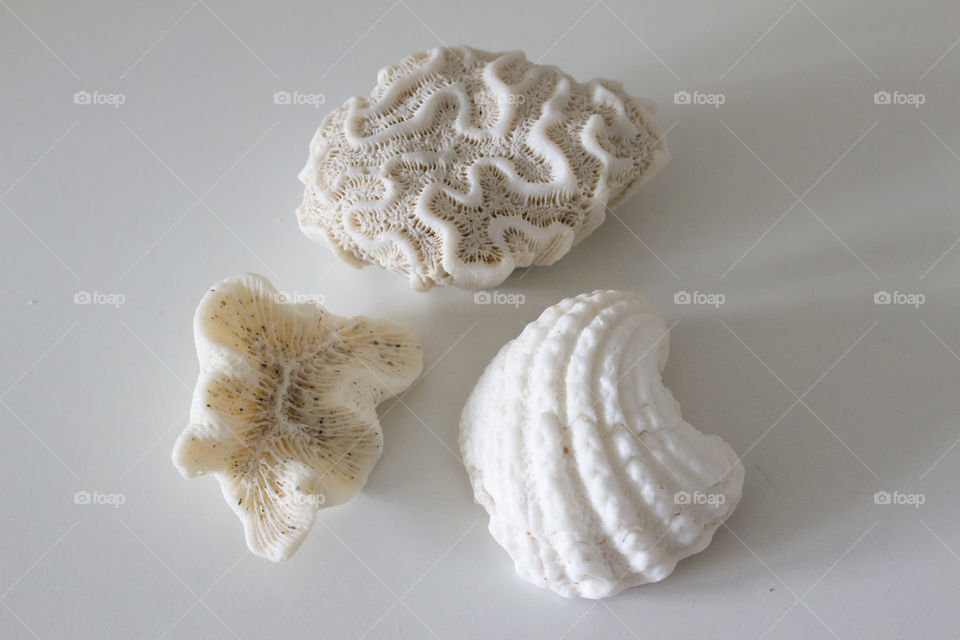 White seashells white background 