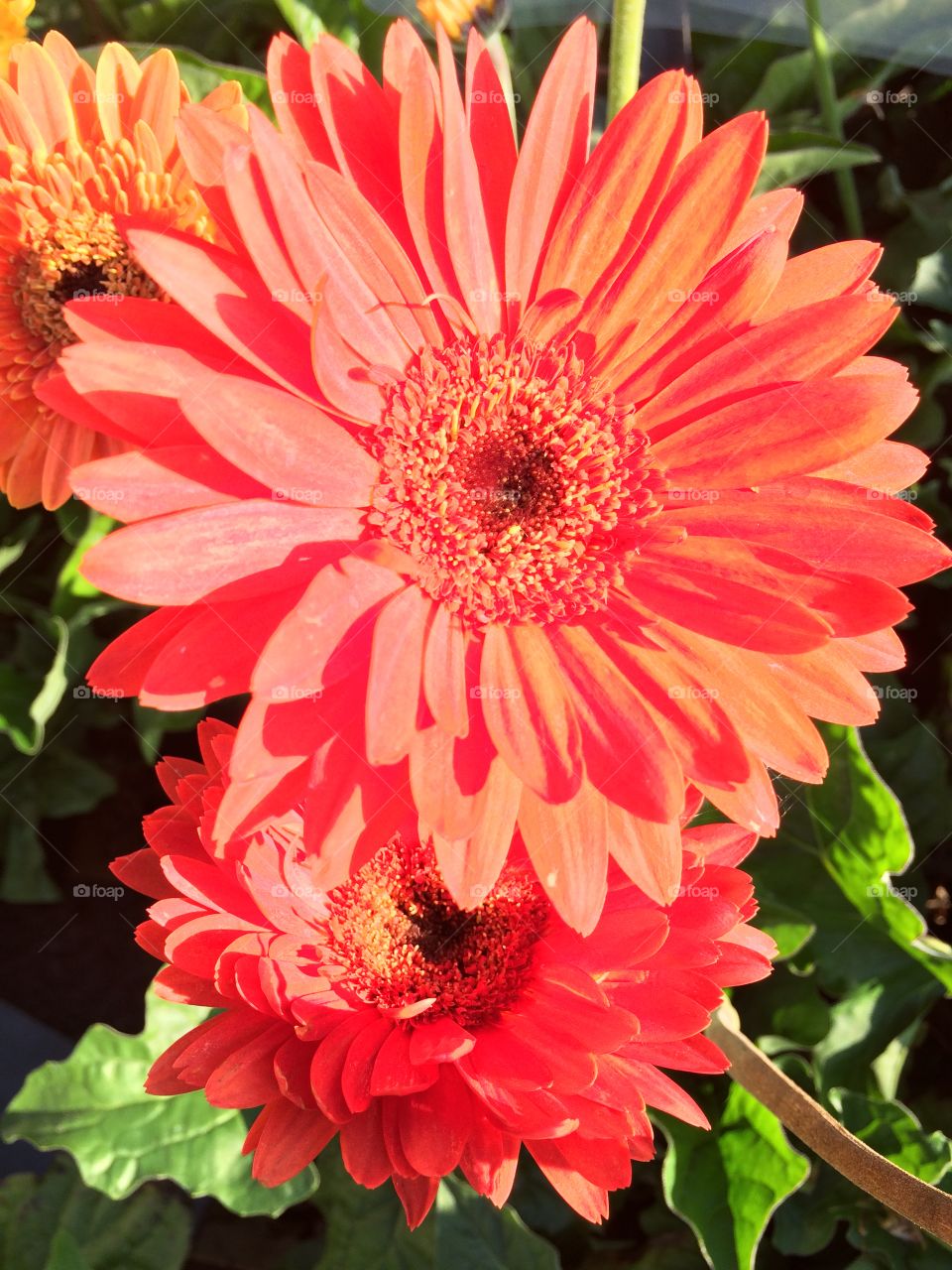 Botany. Flowers, walk in nature