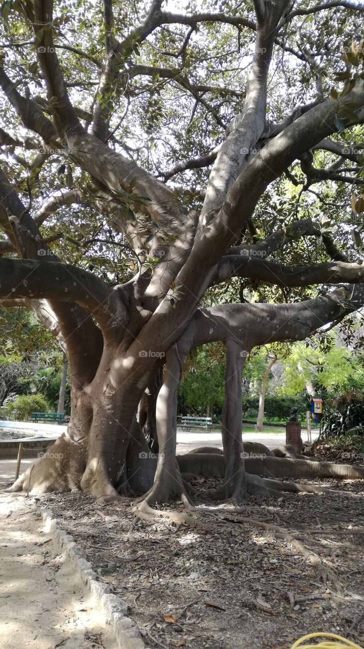 inside botanical garden