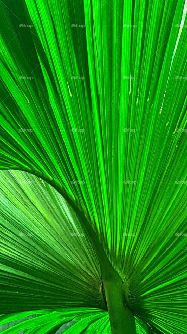 Extreme close-up of a palm leaf