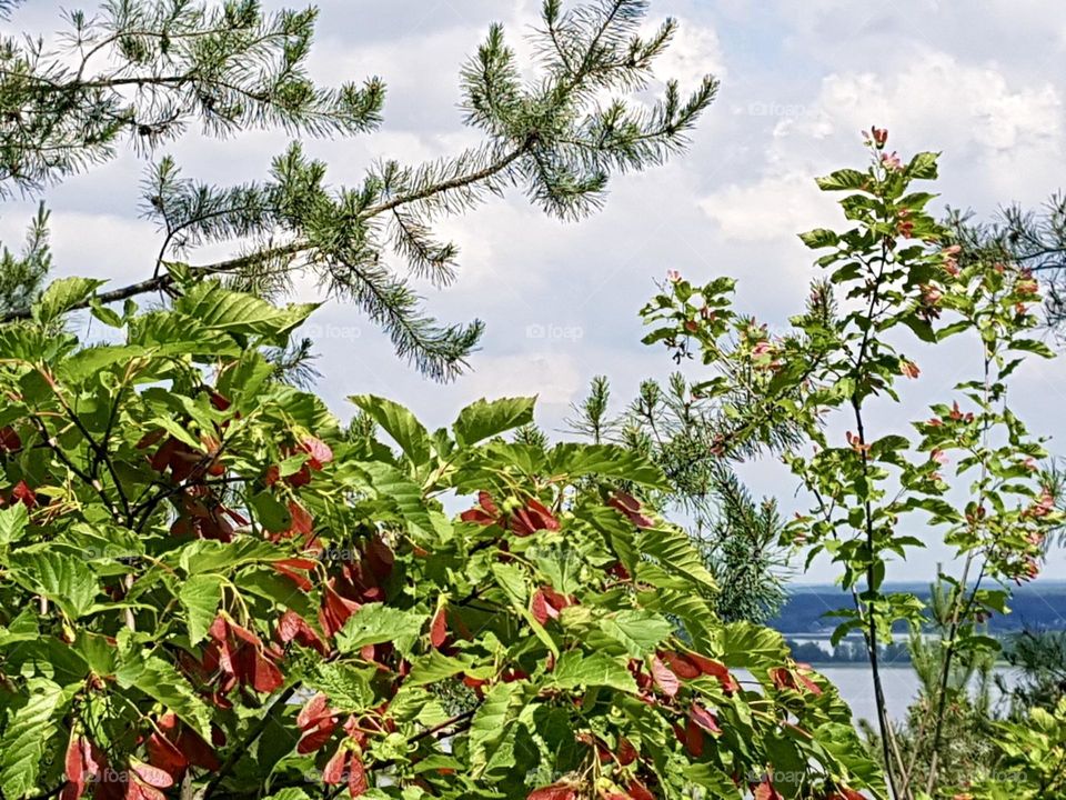 Сочетание неба и ярких оттенков листьев создает красивый и живописный контраст 