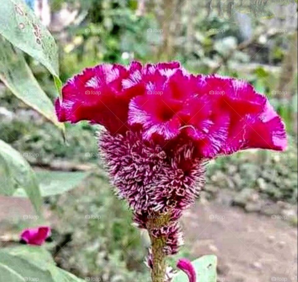 most beautiful and attractive flowers in the garden.