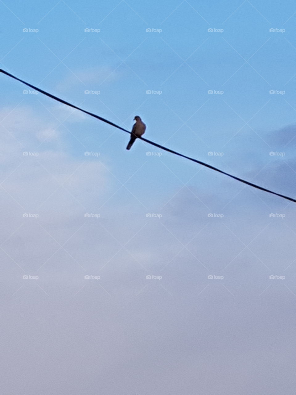 a bird on the sky