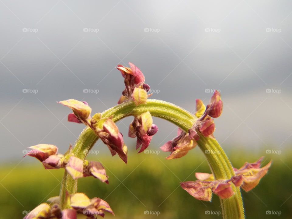 flower in nature l