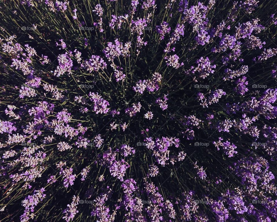 High angle view of lavender field