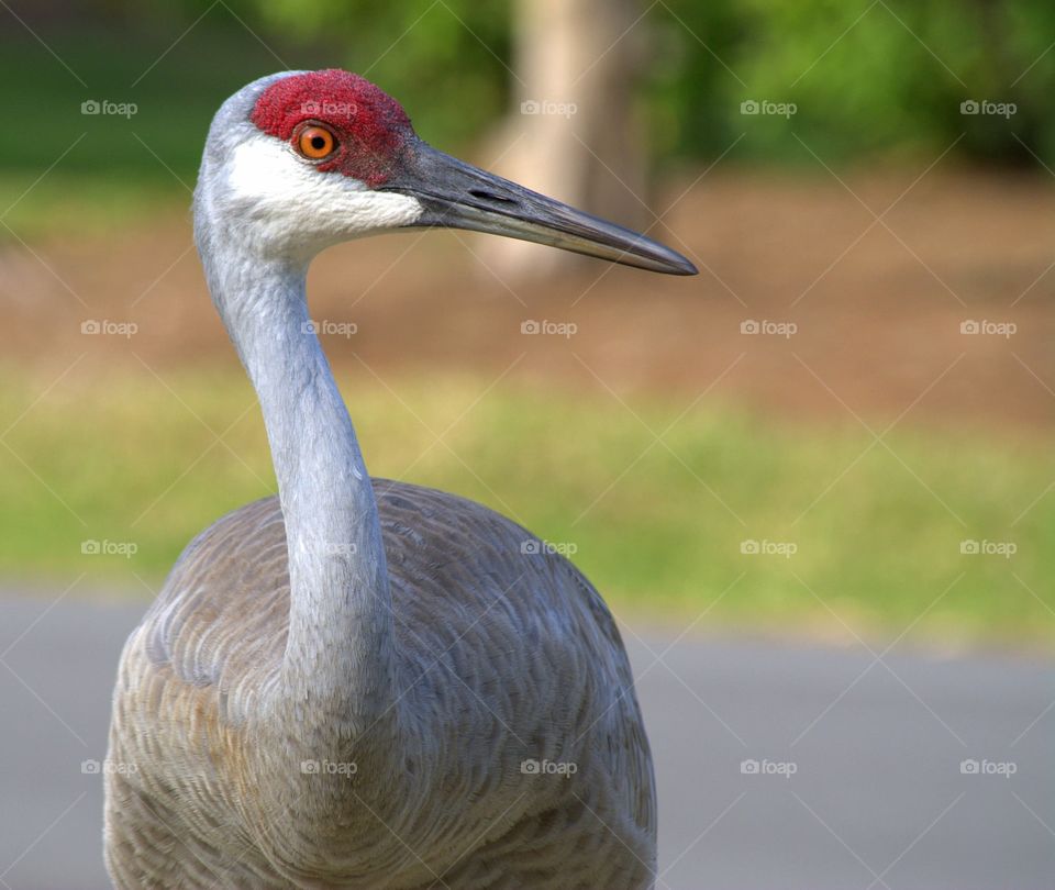 A Sandhill Crane waiting for a meal. 