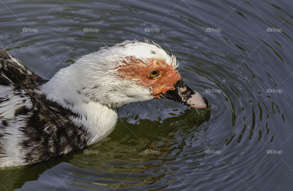 Duck drinking water whiles swimming