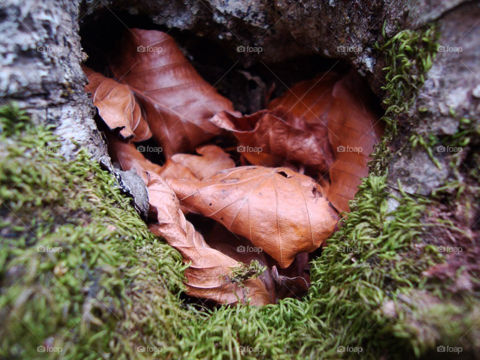 Leaf heart