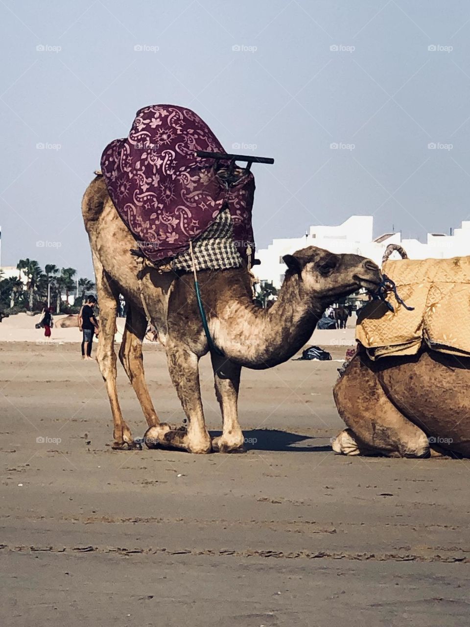 Beautiful camels near the beach at essaouira city in morocco 