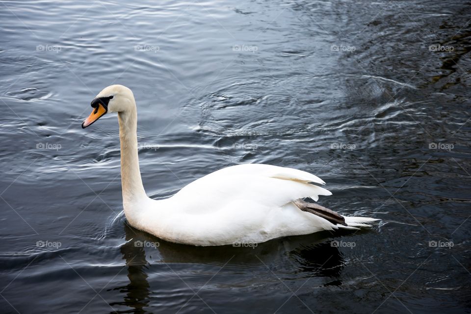 Swan, Bird, Water, Lake, Duck