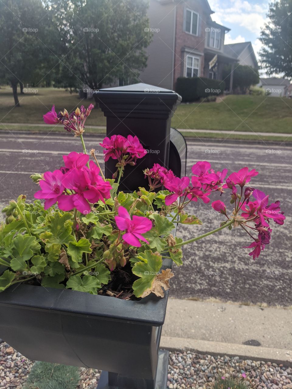Pink is the colour of joy, celebration and fun , then, ofcourse, seeing these beautiful pink colour flowers makes us joy happy and fun 🌹 for sure ❤️❤️❤️