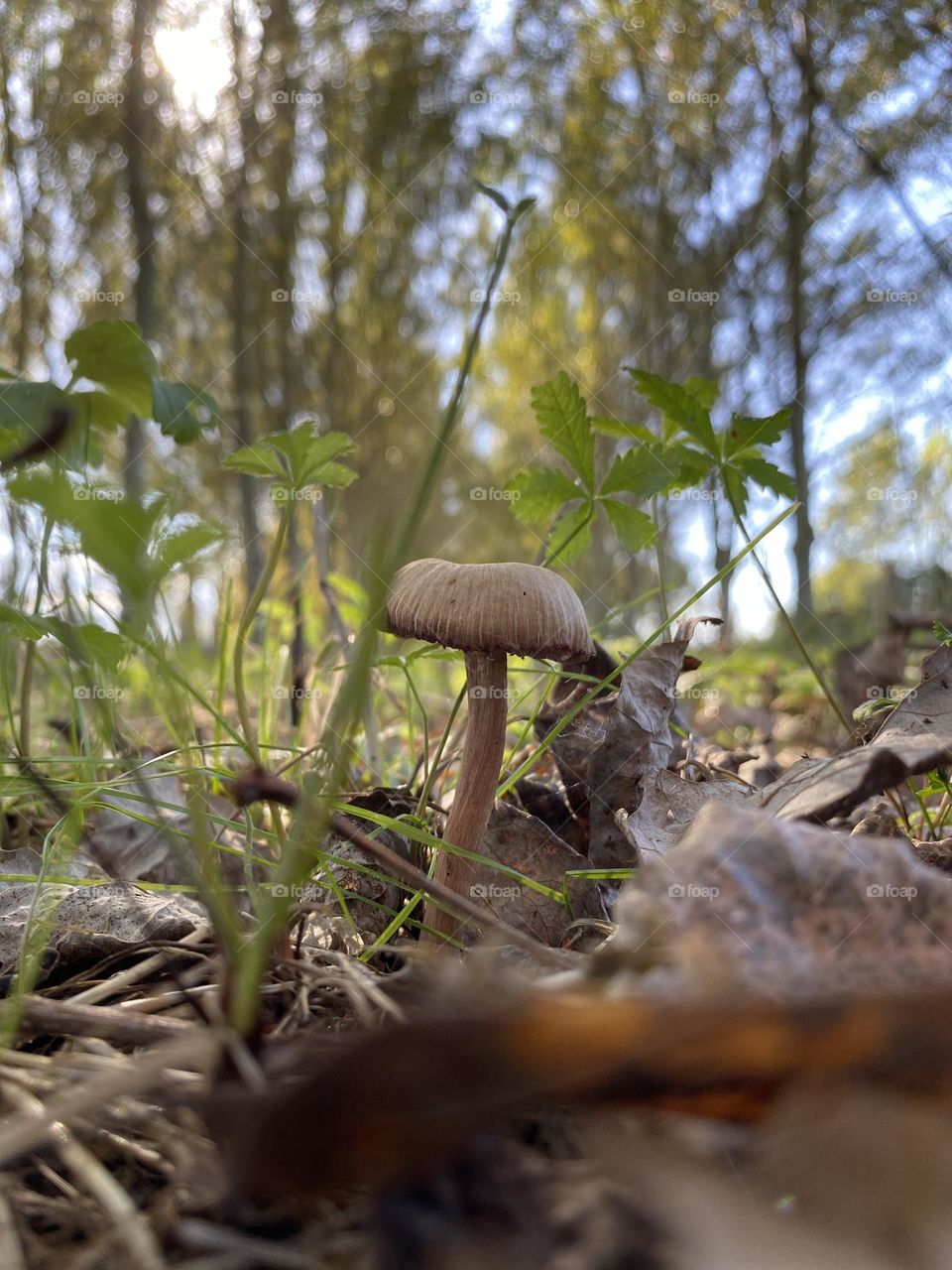 Little mushroom 