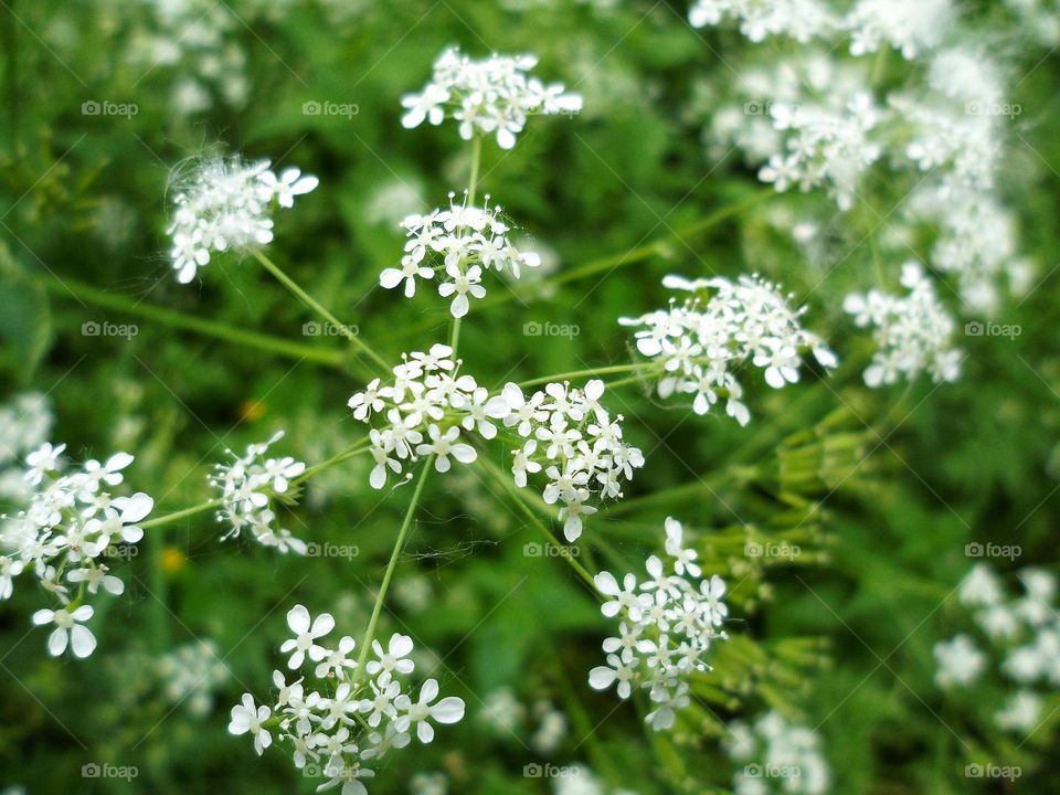 white flowers on a background of grass