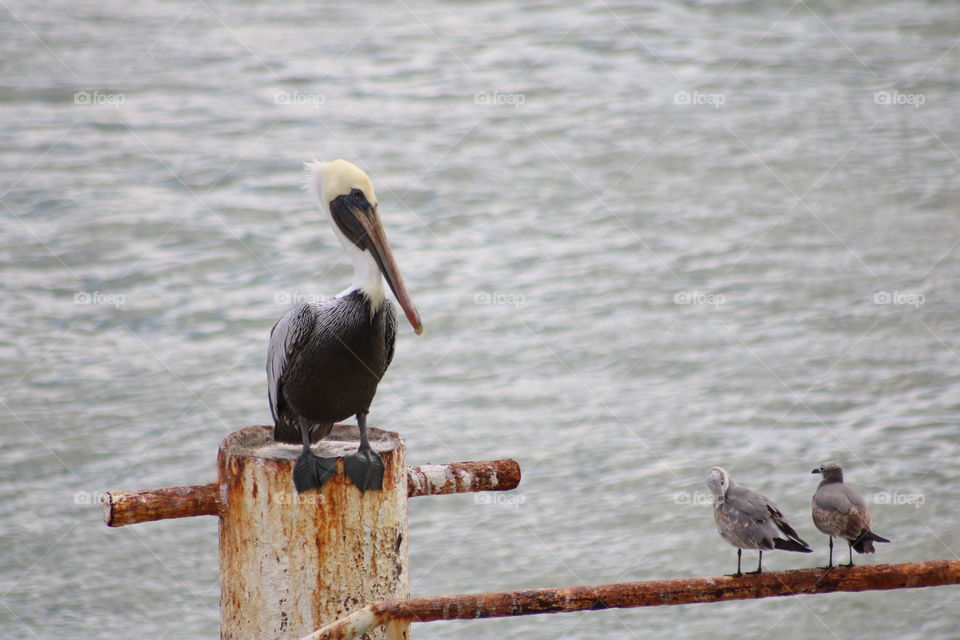 Pelican on railing