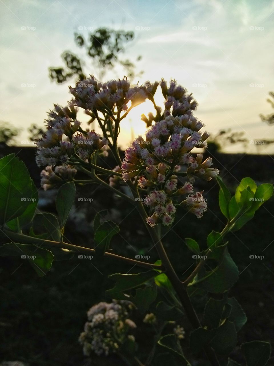 flower for sunrise,  beautiful backlight