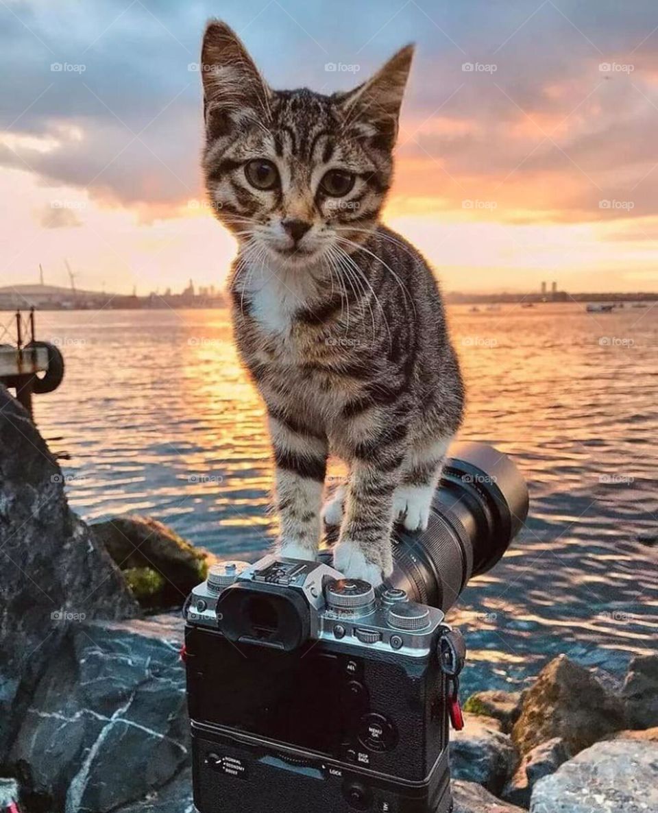 🥰 CUTE KITTY 😸